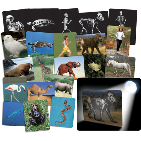 ROYLCO Roylco® What’s Inside Animals Card Set 59250